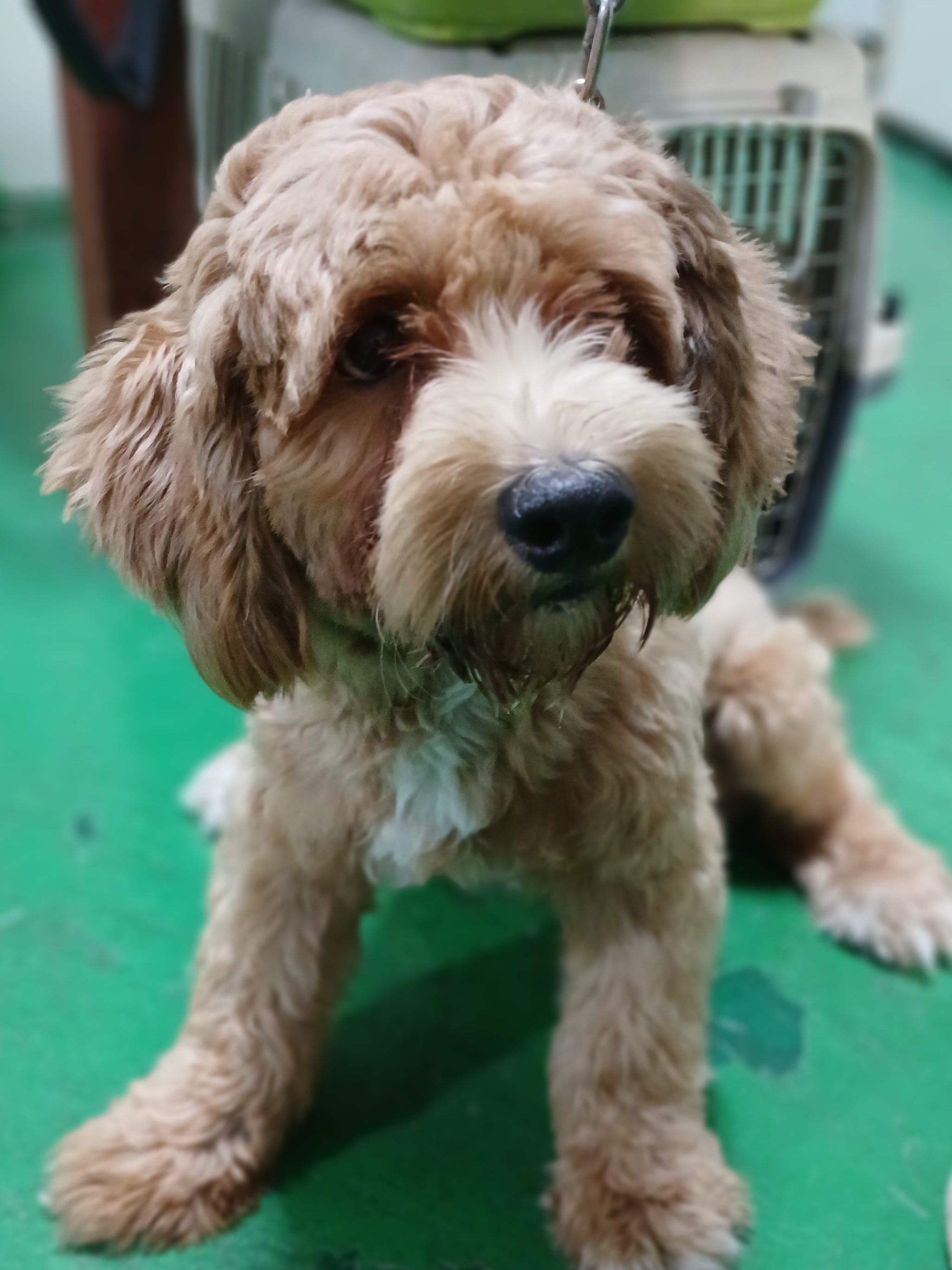 대구유기동물보호협회_427344202400299